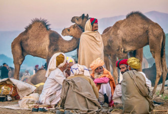 Händler bewachen frühmorgens ihre Kamele in ihrem provisorischen Wüstenlager. Die berühmte Pushkar-Kamel-Messe, die größte ihrer Art in Indien, ist auch ein Kulturfestival, das jedes Jahr Tausende von Besuchern anzieht. Rajasthan