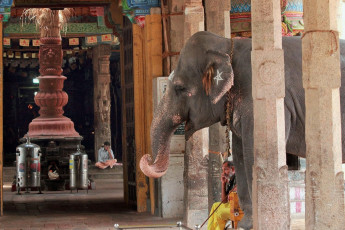 Ein Tempelelefant steht auf dem Gelände des Brihadeshwara-Tempels in Tanjore, Südindien. Die meisten der gefangenen Elefanten Südindiens gehören Tempeln - Foto von AJP