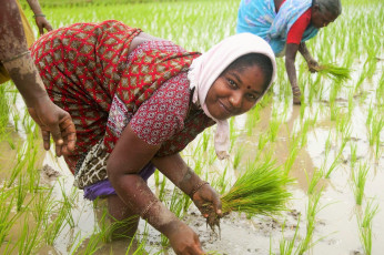 Eine Gruppe Frauen pflanzt Reissetzlinge im Reisfeld, Kanchipuram, Tamil Nadu – Foto von CRSHELARE