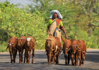 Indische Frau führt ihre Ziegen auf den Straßen in Karnataka zur Weide – Foto von Alexander Mazurkevich