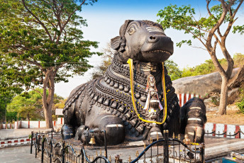 Die Statue von Nandi, Lord Shivas geliebter Kuh, außerhalb der Chamundi Hills in Mysore, von der Besucher Segen erbitten können ©SAIKO 3P