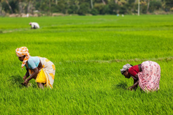 Bäuerinnen arbeiten auf Reisfeldern – der Quelle des am meisten konsumierten Getreides in Südindien.