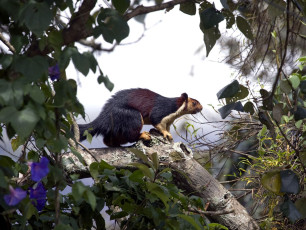 Das sich ständig bewegende riesige Malabar-Eichhörnchen von Munnar wurde eingefangen, bevor es sich in den tiefen Wäldern von Idukki, Kerala, wieder aus dem Staub macht.