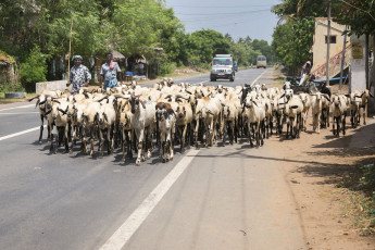 Eine Ziegenherde überquert die Straße, die nach Thekkady führt, begleitet von zwei Männern. Die Aufzucht von Rindern und Schafen ist eine allgemein praktizierte kommerzielle Tätigkeit in der Region.