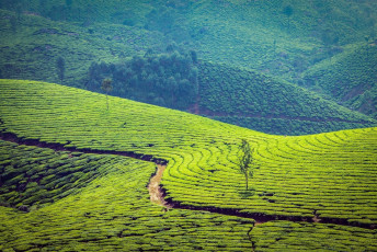 Die weitläufigen, üppigen Grünteeplantagen von Munnar, die sich auf einer Höhe von 8000 Fuß über dem Meeresspiegel befinden.