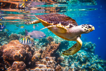 Eine echte Karettschildkröte schwimmt zwischen bunten Fischen in einem Korallenriff auf den Malediven im Indischen Ozean umher. Diese kleineren Meerestiere sind vor allem in der Nähe von Korallenriffen zu finden und stehen auf der Liste der gefährdeten Arten © Andrey Armyagov
