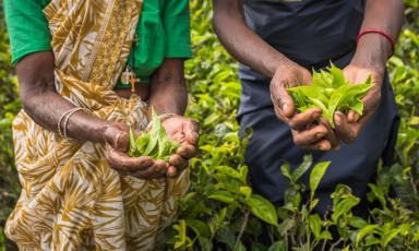 Arbeiter einer Teeplantage zeigen die frisch gepflückten Blätter. Wegen des idealen Klimas wird auf Sri Lanka das ganze Jahr über Tee angebaut © javarman