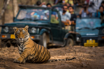 Die Hauptattraktion im Ranthambore-Nationalpark und Tigerreservat ist zweifellos der bengalische Tiger. Hier liegt ein Jungtier entlang des Weges, ohne sich um die aufgeregten Touristen zu kümmern - Foto von  Sourabh Bharti