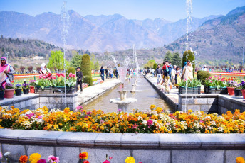 Asiens größter Tulpengarten in Srinagar in Kaschmir liegt auf sieben Terrassen und wurde 2007 eröffnet. Neben Tulpen gibt es dort viele andere Blumenarten wie Narzissen und Hyazinthen zu sehen. - Foto von Malik Haris 10