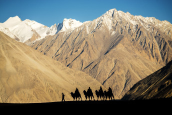 Eine Reihe von Kamelen mit Reitern hebt sich von den schneebedeckten Bergen in Leh, Ladakh, ab. Diese Region ist der einzige Ort, an dem man die doppelhöckrigen baktrischen Kamele sehen kann, die zu früheren Zeiten auf der Seidenstraße verwendet wurden - Foto von Pisit Rapitpunt