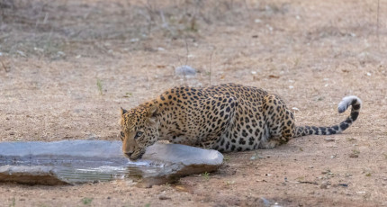 Ein Leopard löscht seinen Durst im Ranthambore National Park. Obwohl der Park für seine große Population von Tigern bekannt ist, gibt es hier auch eine Reihe von Indischen Leoparden, Rajasthan © Abhishek Mittal