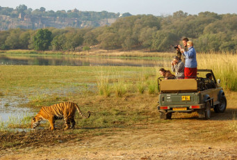 Touristen in einem offenen Jeep fotografieren einen bengalischen Tiger im Ranthambore National Park in Rajasthan. Der Park war eines der ersten Projekt-Tiger-Reservate und Besucher haben eine realistische Chance, bei einer Safari im Park Tiger mit eigenen Augen zu sehen © David Crossland