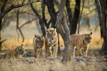 Ein Tigerweibchen spaziert anmutig mit ihren Jungen durch ihr Revier. In ein paar Monaten werden sie sich aufmachen, um ihr eigenes Revier zu finden und für sich selbst zu sorgen, Ranthambore National Park, Rajasthan © Archna Singh