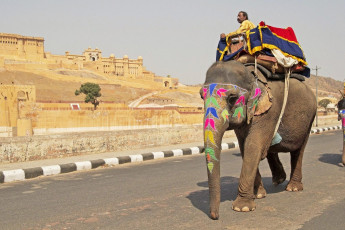 Geschmückter Elefant auf der Straße beim Amber Fort in Jaipur, Rajasthan – Foto von JeremyRichards