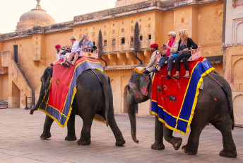 Elefanten in hellen Gewändern transportieren ausländische Touristen im Amber Fort, Jaipur. Der Ritt beginnt auf dem Parkplatz, führt den steilen Hang hinauf und endet im Hof Jaleb Chowk am Eingang des Forts.