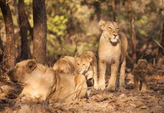 Der asiatische Löwe ist eine Löwen-Unterart, die nur im indischen Staat Gujarat existiert - Foto von kongsak sumano