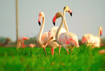 Flamingos, Rann von Kutch, Gujarat - Foto von Mitulj9