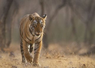 Im Ranthambore National Park leben Königstiger. © Anuradha Marwah / Shutterstock