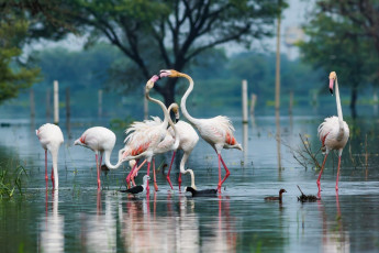 Flamingos und andere Wasservögel waten gemeinsam durch das Wasser im Keoladeo National Park in Bharatpur. © Sourabh Bharti/ Shutterstock