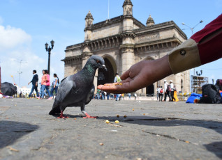 Ein Besucher füttert eine Taube am Gateway of India, Mumbai. © Kunal Mahto / Shutterstock