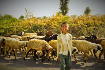 Kleiner Junge hütet seine Schafe auf der Straße nach Udaipur - Foto von Katie May Boyle