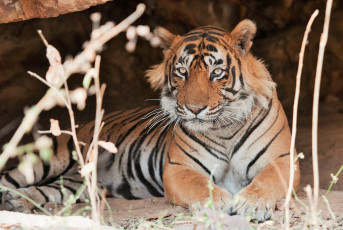 Männlicher Bengalischer Tiger liegt in einer Höhle - Nationalpark Ranthambore in Indien - Rajasthan - Foto von Alexandra Giese