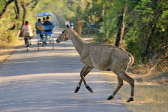 Nilgauantilope (Boselaphus tragocamelus), Keoladeo Ghana Nationalpark, Bharatpur, Rajasthan - Foto von Larsek