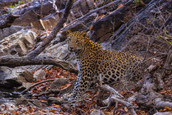 Indischer Leopard, Panthera pardus fusca, Ranthambhore Nationalpark © RealityImages