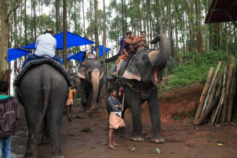 Einheimische Touristen genießen Elefantenritte in den Bergen von Munnar - Foto von AJP