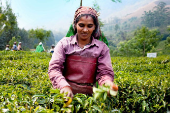 Eine Frau pflückt Teeblätter in einer Teeplantage, Munnar, Kerala - Foto von Aleksandar Todorovic