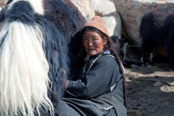 Eine Frau, die einem der Nomadenstämme Tibets angehört, melkt ihr Yak in Ladakh. Yaks liefern zwar Milch, sind aber auch robuste Lasttiere © Storm Is Me