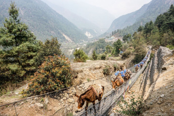 Mit Proviant beladene Pferde überqueren eine Hängebrücke über einer Schlucht an Tag 1 des Treks zum Everest Basislager in Nepal © scottiebumich