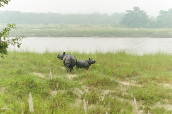 Eine kleine asiatische Nashornfamilie, Mutter und Jungtier, wird beim Grasen unterbrochen, als sich eine Elefanten-Safari im Chitwan-Nationalpark nähert. Diese Tiere sind vom Aussterben bedroht, haben aber in diesem Park Zuflucht gefunden, wo sie sorgfältig überwacht werden © Em Campos