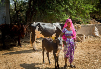 Eine Frau in traditioneller Kleidung mit ihrem Vieh in einem Dorf in Rajasthan