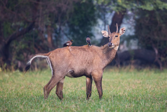 Männlicher Nilgai mit Brahminy Mynas im Keoladeo National Park, Bharatpur, Indien. Nilgai ist die größte asiatische Antilope und kommt nur in diesem Gebiet auf dem indischen Subkontinent vor