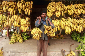 Ein Bananenverkäufer auf einem Gemüsemarkt in Alleppey lächelt in die Kamera und zeigt stolz zwei riesige Bündel Wegerichbananen, die beliebteste Frucht in Kerala. Bananen sind zusammen mit Jackfrüchten die Grundnahrungsmittel in Kerala © AJP