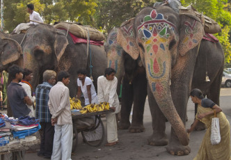 Eine Touristin und Einheimische füttern einen geschmückten Elefanten auf der Straße vor einem Hindu-Tempel in Udaipur, Rajasthan, Indien mit Bananen und anderen Leckerbissen © JeremyRichards