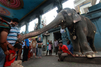 Der Tempelelefant im Meenakshi-Tempel in Madurai segnet die Gläubigen  © AJP