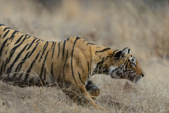 Der Bengalische Tiger, auch bekannt als Panthera Tigris, geht auf seine Beute im Ranthambore National Park, Indien zu © Raju Soni