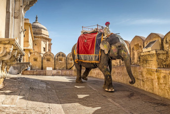 Ein Mahout im Amber Fort sitzt auf dem Rücken seines geschmückten Elefanten und macht sich bereit, um eine neue Gruppe von Touristen zu befördern, Jaipur, Rajasthan, Indien. © AlpamayoPhoto