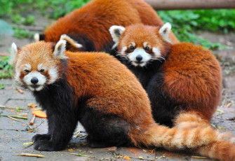 Rote Pandas sitzen zusammen im Padmaja Naidu Himalayan Zoo, Darjeeling  - Foto von Hung Chung Chih