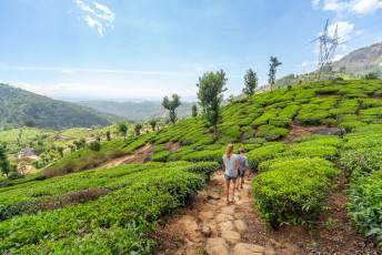 Besucher wandern durch die Teeplantagen in den Hügeln von Munnar. Diese Bergstation gehört zu den höchstgelegenen Teeregionen der Welt und beherbergt mehr als fünfzig Teeplantagen.