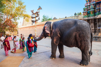 Der Tempelelefant im Meenakshi-Tempel in Madurai, Tamil Nadu, bietet den Pilgern mit seinem Rüssel seine Segnungen an. Elefanten sind ein Symbol für Lord Ganesha, und so werden Elefantensegnungen schon seit Tausenden von Jahren praktiziert.