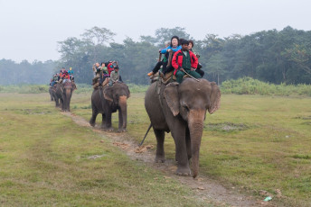 Eine Reihe von Touristen auf einem Elefantenritt im Chitwan-Nationalpark in Nepal. Die Elefanten-Safari ist ein einmaliges Erlebnis und es dauert nicht lange, bis man mindestens ein Nashorn im Wald sieht. © Oliver Foerstner