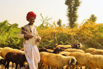 Ein Mann hütet unterwegs in Rajasthan seine Schafe – Foto von Katie May Boyle