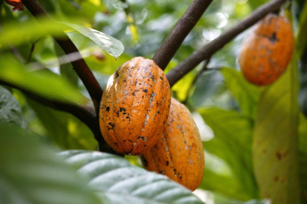 Kakaonüsse auf einer Gewürzfarm, Staat Goa, Indien - Foto von Sophie Dauwe