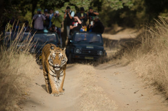 Ein prächtiger bengalischer Tiger schreitet majestätisch die unbefestigte Straße hinunter, während ihn einige Touristen auf einer Wildtiersafari im Bandhavgarh-Nationalpark Madhya Pradesh bestaunen.