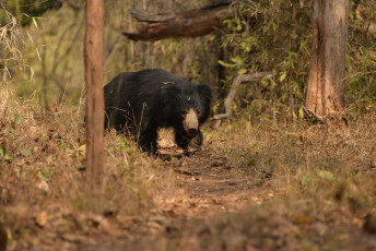 Ein Lippenbär, der sich in seinem charakteristischen langsamen, schlurfenden Gang durch den Tadoba-Nationalpark in Maharashtra bewegt. Diese Bären haben verlängerte Krallen, struppiges Fell und große Eckzähne.