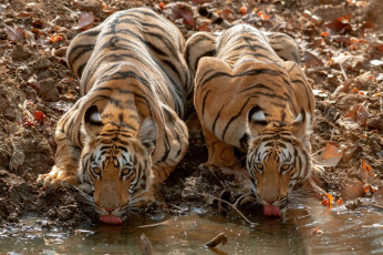 Doppelt gesehen - stets wachsam stillen zwei halbwüchsige Tiger ihren Durst an einem Wasserlauf im Tadoba- Tigerreservat in Maharashtra.
