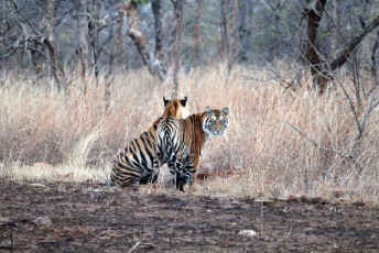 Panthera Tigris oder der königliche Bengal-Tiger ist Indiens Nationaltier. Diese beiden weiblichen Jungen sind vom Aussterben bedroht und die Nachkommen der Panna Tiger Reserve Tigerin T2.